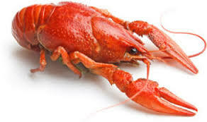1LB Crawfish